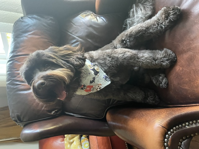 Obi